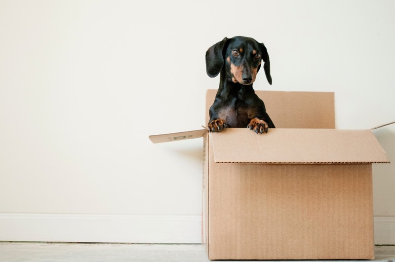Dog in cardboard box